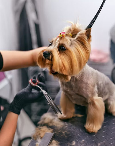 Corte de pelo