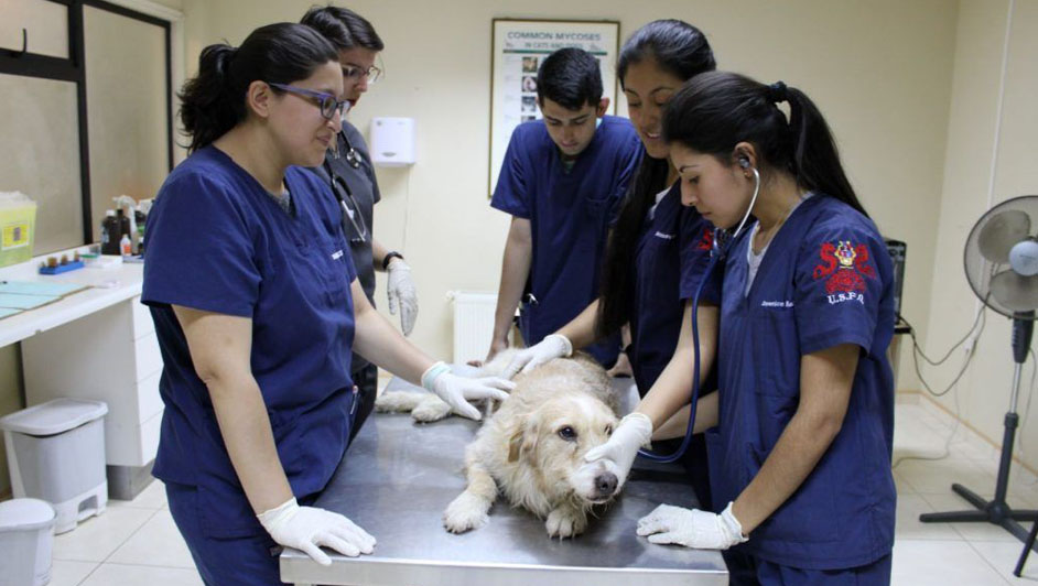 veterinaria Mundo Animal