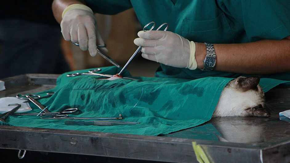 veterinaria Mundo Animal