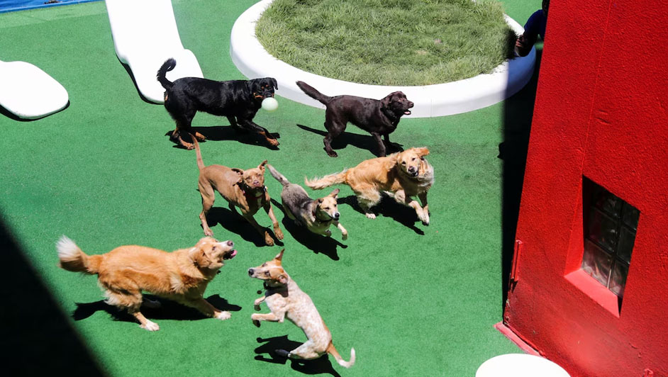 veterinaria Mundo Animal